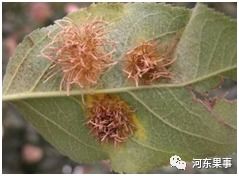 苹果树锈病，害人不浅啊！