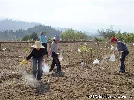 用尿素给花木施肥，如何掌握最佳施用量