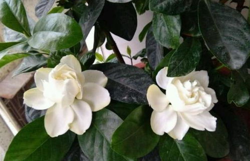 养栀子花的要点