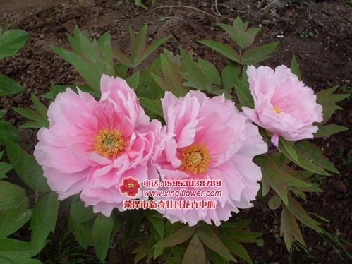 菏泽牡丹花品种大全，花期和特点一览