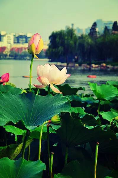 植物配置的艺术手法