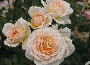 施肥过量，月季难以承受