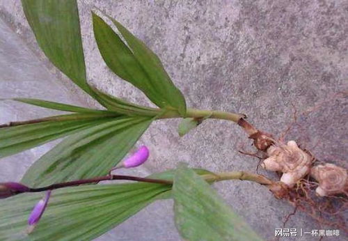 金线莲种植前景如何？栽培技术要点有哪些