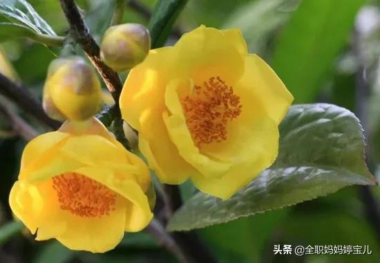 金茶花的肥料小贴士：开花前的忒别准备