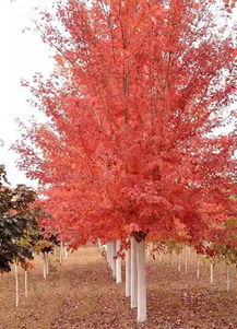 8公分美国红枫：小树苗的价格谜团