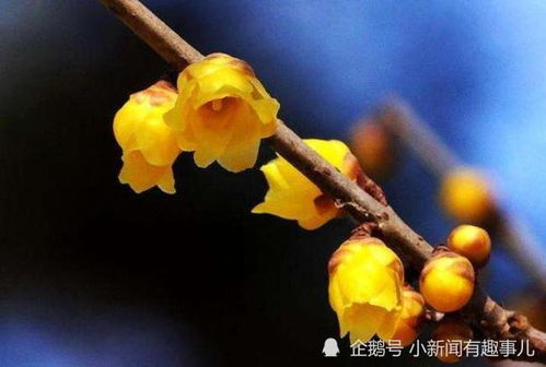 腊梅花四季不凋的坚韧与希望，难道不是自然界中永恒的美丽与力量的象征吗