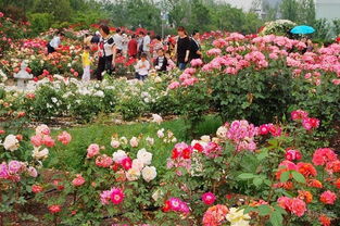 月季主题公园， 花的艺术