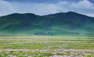 高海拔的挑战：生命的奇迹