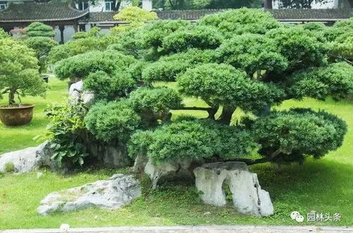 丛生树：一丛一簇，生机盎然