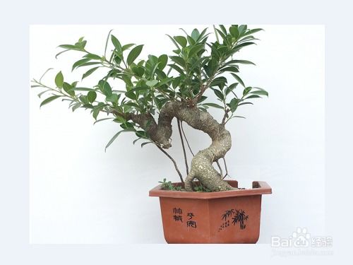 虎皮榕树如何养殖？如何让叶片更加翠绿