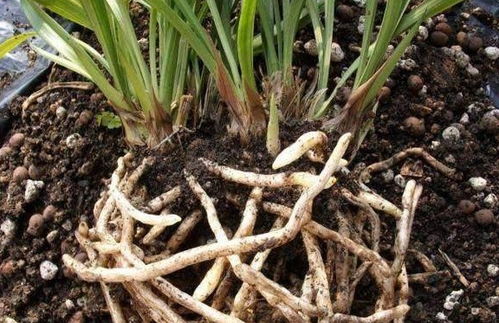 根团的处理技巧