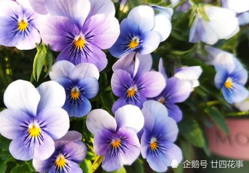 紫藤花，多种多样的品种