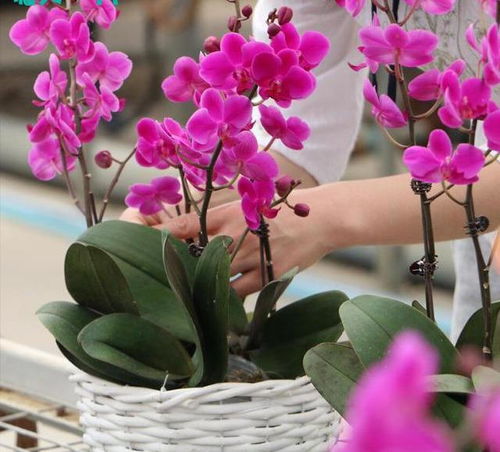 蝴蝶兰花期养护方法