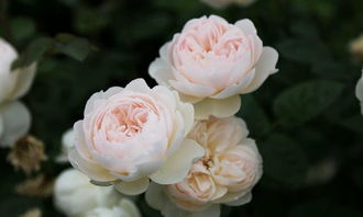 维多利亚公主月季的花期是多久？