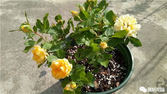 剪花还是不剪花， 这是个问题