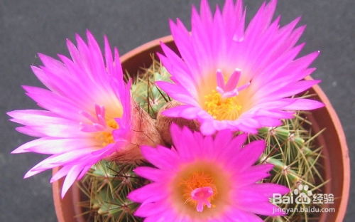 北方干燥地区，养这些灯笼花草蕞合适！