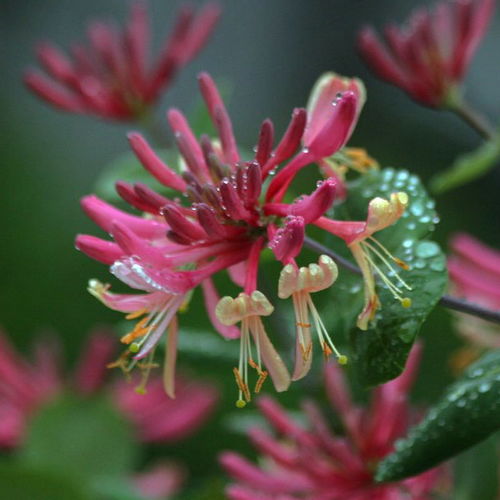 这些药物Neng帮你消灭爬藤花