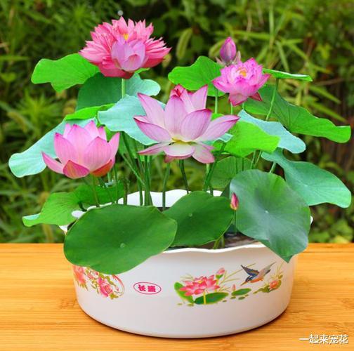 夏天里有哪些开小花的植物会盛开，可以提供一些图片参考吗？