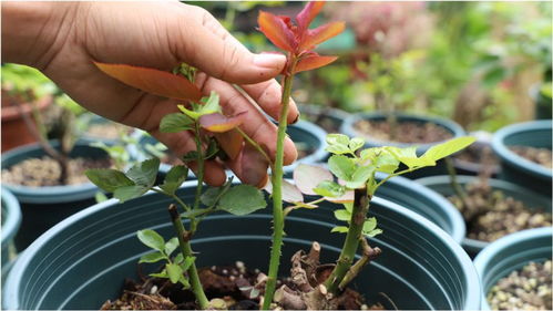月季修剪，一波波的笋芽来啦！