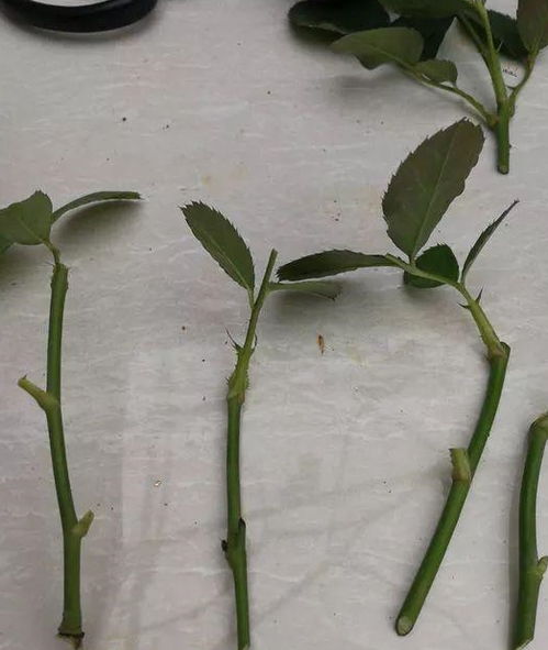 月季花蛭石托盘大法， 揭秘如何轻松控制水分和光照