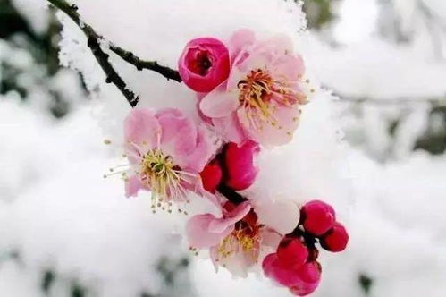 梅花为什么不好成活？环境适应性差