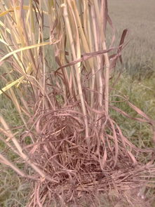 阿特拉津：广谱高效， 适用范围广