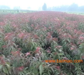 北京苗木市场：冬日里的绿洲