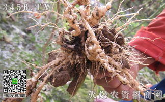 蔬菜腐烂烂根的烦恼