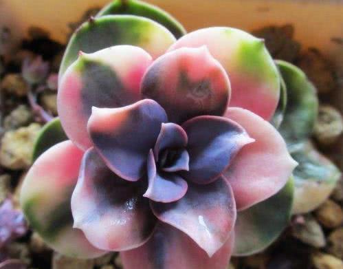 紫色花卉：神秘与浪漫的代名词