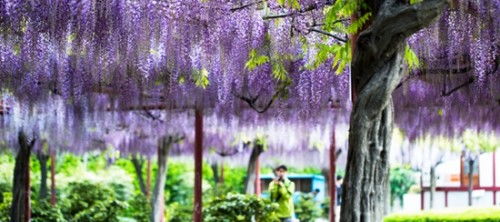 紫藤花芽的神奇诞生之旅