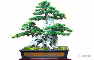 盆景服盆的具体表现有哪些呢？