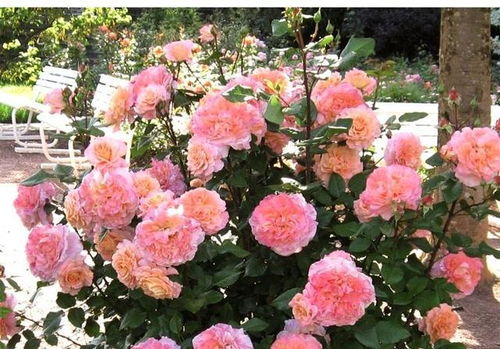 月季花中的小清新——路易斯朗斯夫人