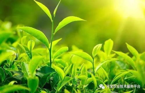 1. 枇杷树：冬日里的果实小达人