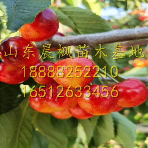 一斤大樱桃种子大概有多少粒？