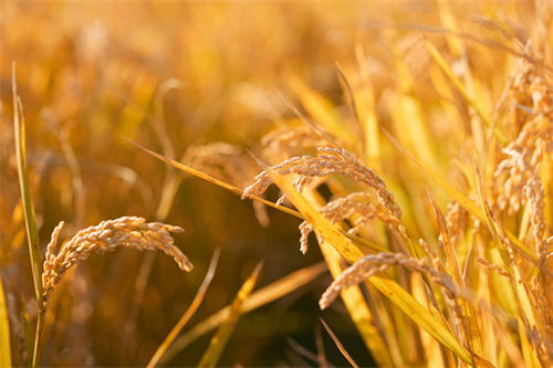 艾草种植技巧：高效播种方法，提升畜牧效益