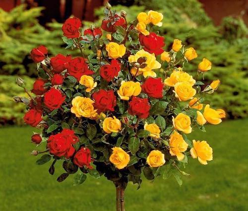 南阳月季，花少之谜？树状月季为何不开花？