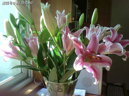 百合花能放卧室吗？专家揭秘卧室摆放禁忌