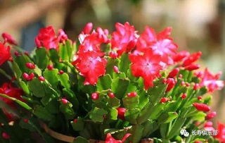 耐寒耐旱花卉的生长小贴士