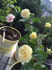 养花心得， 分享给大家