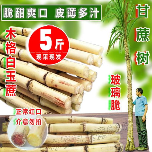 乙草胺，是个啥？