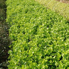 蜀桧，那绿得发光的小家伙