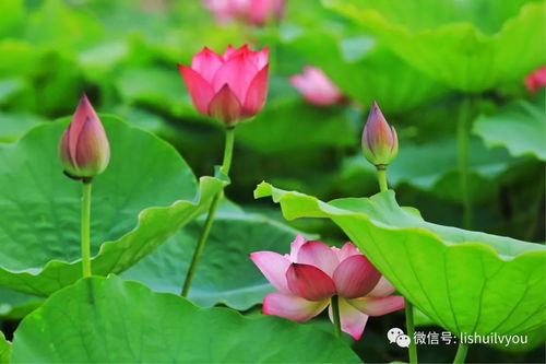 荷花一般在什么季节开花？荷花的花期是哪几个月份呢