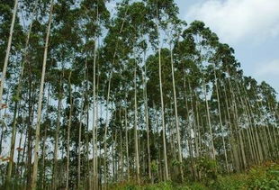 树龄和规格，决定了桉树的身价