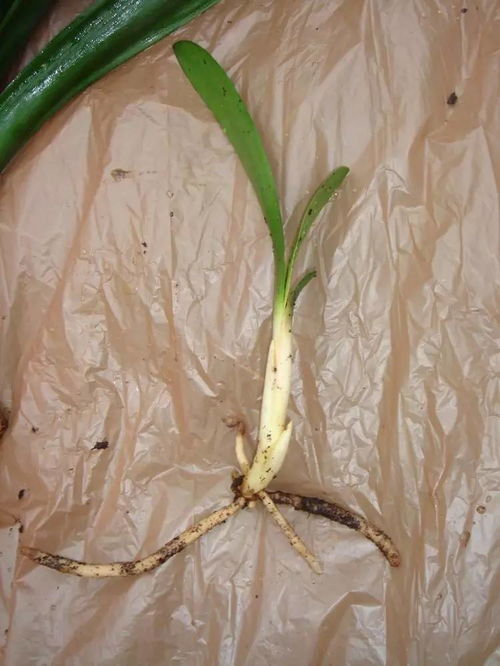 ① 家庭盆栽的要准备好花盆， 花盆蕞好是瓦盆，不要图盆表面美观而购买瓷质、陶质的，主要原因是它们透气性差，不利于植株发育成长。