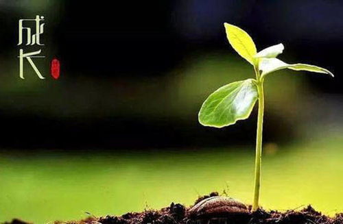 揭秘乙女心高效繁殖技巧：春季秋末，成活率飙升！