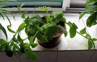 迷迭香病虫害处理，杀虫剂的选择