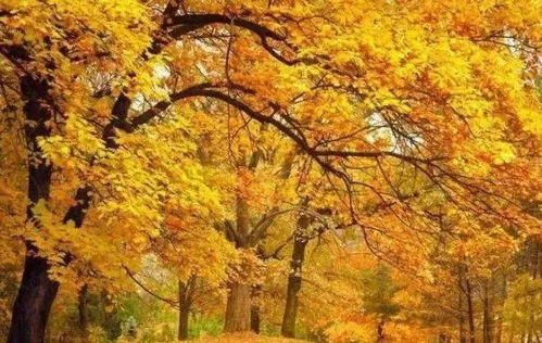 秋天的静谧角落