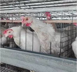 夏季鸡舍通风降温问题解析
