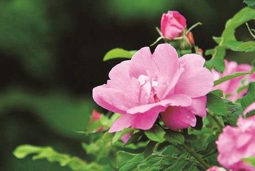 济南市民对玫瑰的深情厚爱