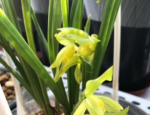 兰花生长环境的注意事项